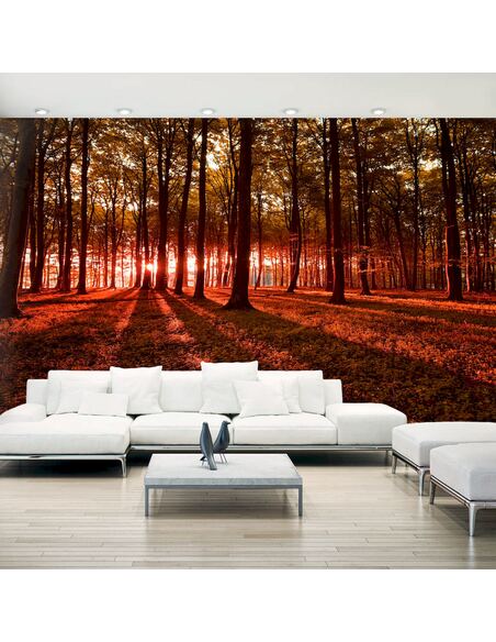 Papier peint adhésif Matin d’automne ii | Artgeist | Orange, brun, rouge