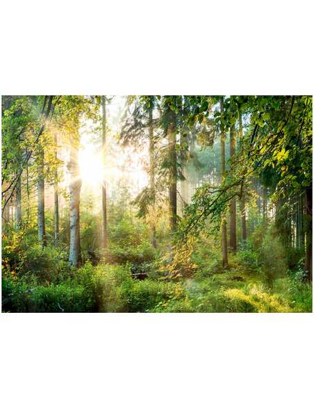 Papier peint adhésif Nature sauvage