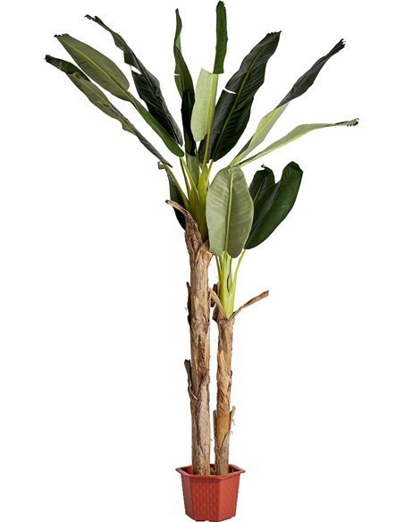 Plante bananier shabby chic