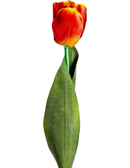 Tulipe orange élégante