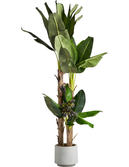 Plante bananier décoratif vert