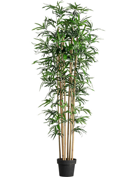 Bambou vert élégant pour déco